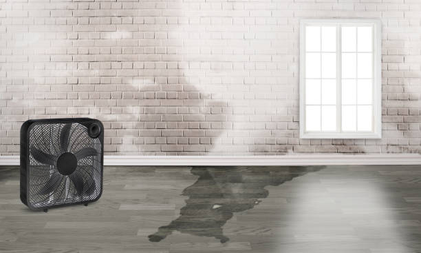 Best Local water damage restoration  in Knoxville, IA